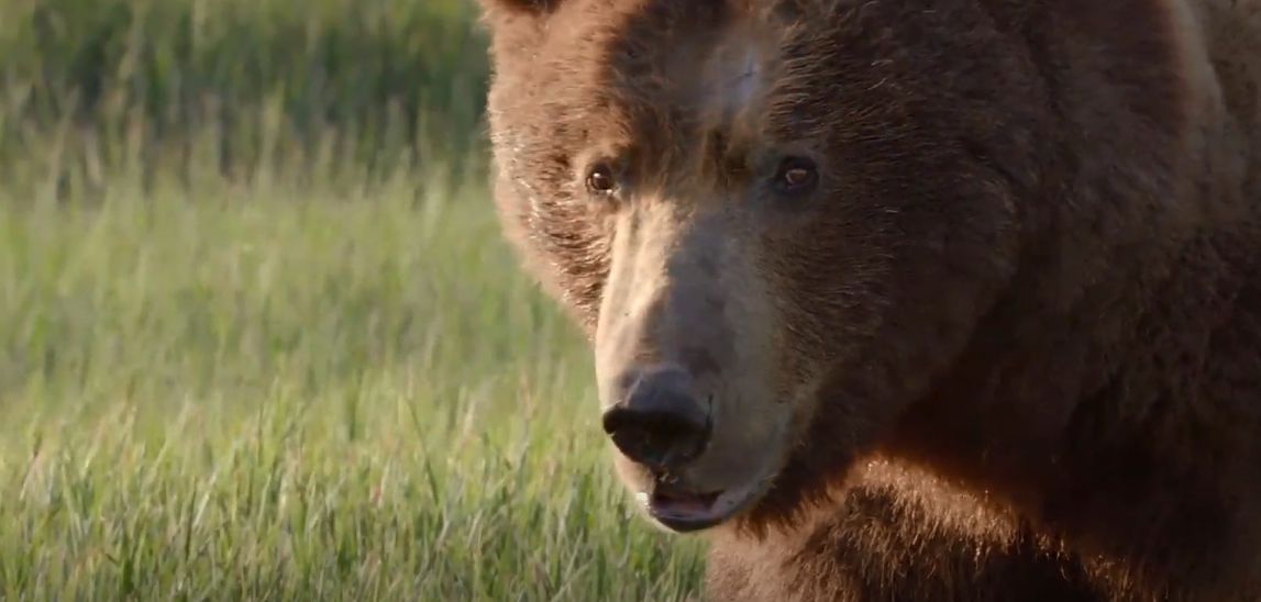 دانلود مستند Bears 2014 با دوبله فارسی