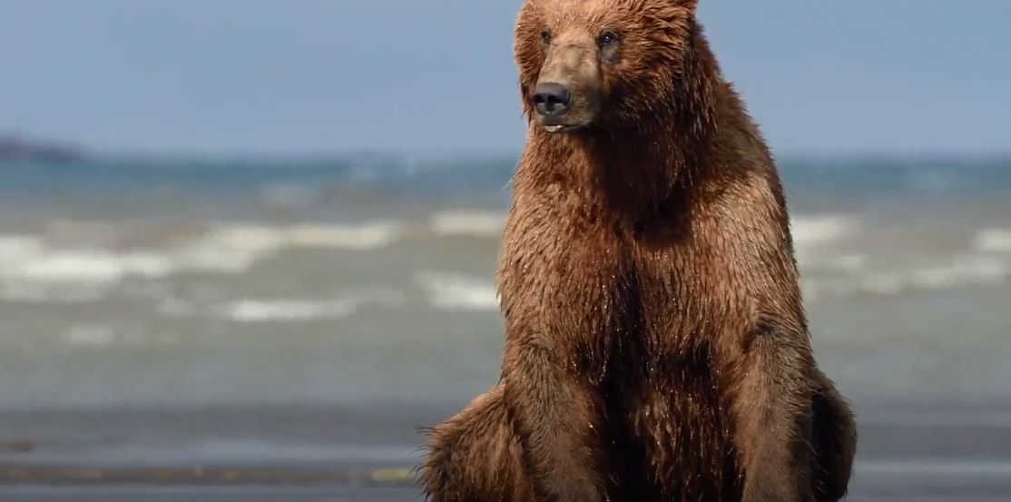 دانلود مستند Bears 2014 با دوبله فارسی